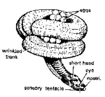 Superclass II Tetrapoda
